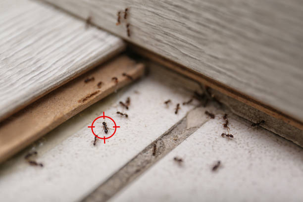 Reliable Portsmouth, NH Pest Control Solutions